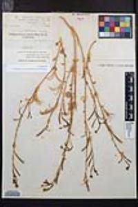 Chylismia cardiophylla image