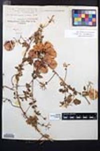 Cardiospermum corindum image