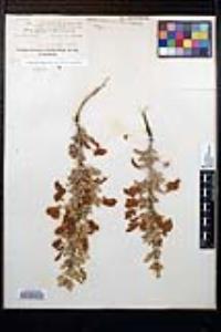 Senegalia greggii image