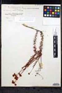 Eriogonum fasciculatum var. flavoviride image
