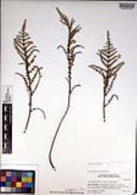 Pellaea mucronata var. mucronata image