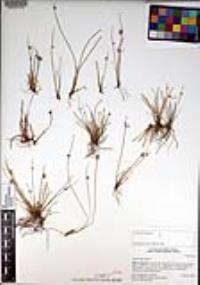 Cyperus laevigatus image