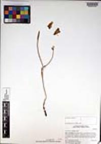 Calochortus splendens image