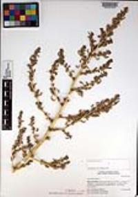 Amaranthus albus image