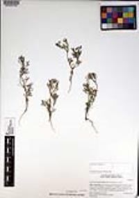 Apiastrum angustifolium image