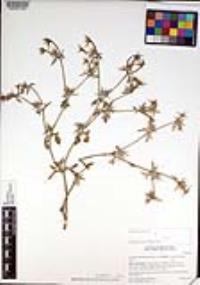 Eryngium aristulatum image