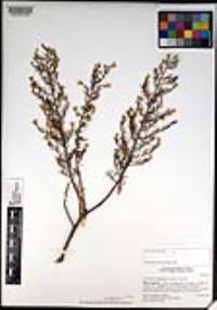 Ericameria brachylepis image