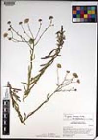 Erigeron breweri image