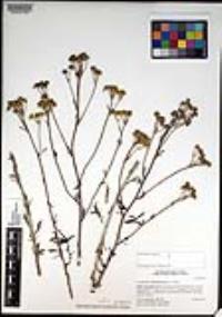 Eriophyllum confertiflorum image