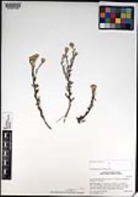 Isocoma menziesii image