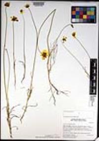 Leptosyne californica image