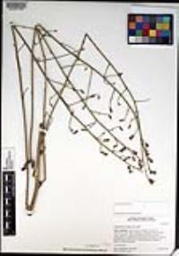 Stephanomeria diegensis image