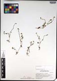 Cryptantha clevelandii image