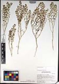 Lepidium nitidum image