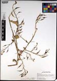 Raphanus raphanistrum image