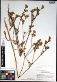 Silene multinervia image