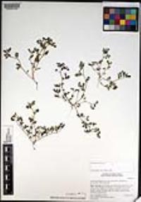 Acmispon maritimus var. brevivexillus image