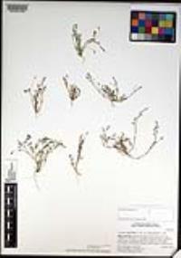 Astragalus nuttallianus var. cedrosensis image