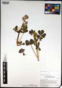 Lupinus hirsutissimus image