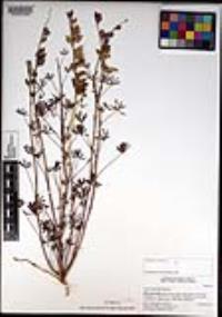 Lupinus sparsiflorus image