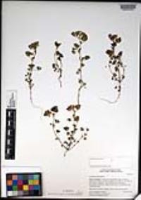 Medicago polymorpha image
