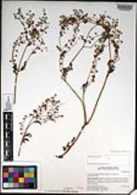 Eucrypta chrysanthemifolia image