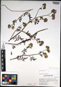 Phacelia cicutaria var. hispida image