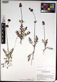 Salvia columbariae image