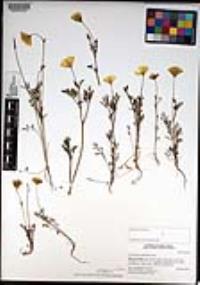 Eschscholzia californica image