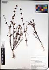 Collinsia concolor image