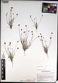 Plantago ovata image