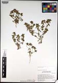 Navarretia atractyloides image