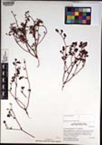 Chorizanthe fimbriata var. fimbriata image