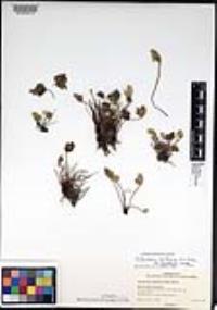 Notholaena californica subsp. leucophylla image