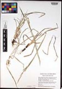 Bromus carinatus image