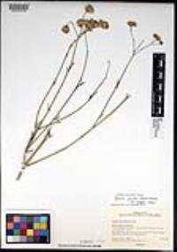 Bebbia juncea var. aspera image