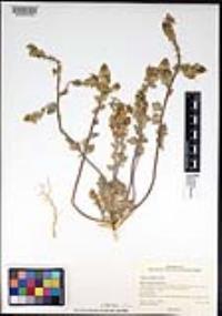 Dithyrea californica image
