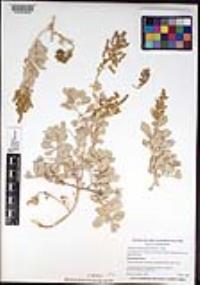 Atriplex barclayana image