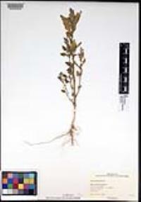 Chenopodiastrum murale image