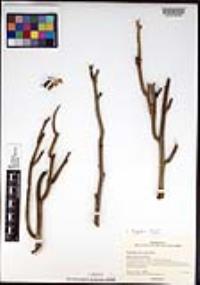 Euphorbia lomelii image