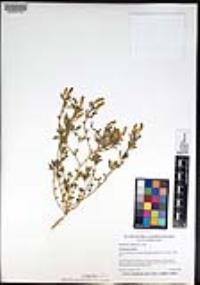 Melilotus indicus image