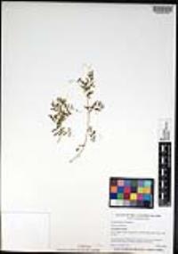 Vicia hassei image