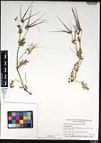 Erodium brachycarpum image