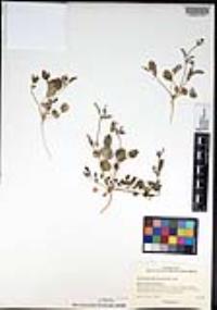 Boerhavia triquetra var. intermedia image