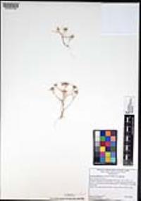 Eriastrum diffusum subsp. diffusum image