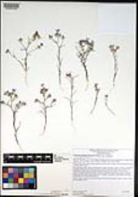 Eriastrum eremicum subsp. eremicum image