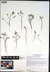 Eriastrum eremicum image