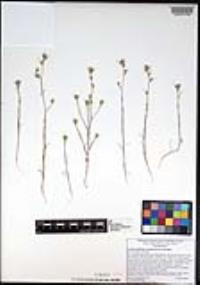 Eriastrum filifolium image