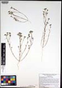 Eriastrum filifolium image