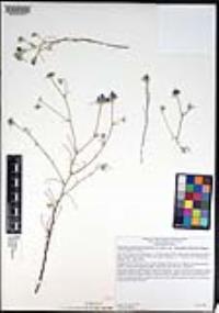 Eriastrum sapphirinum subsp. dasyanthum image